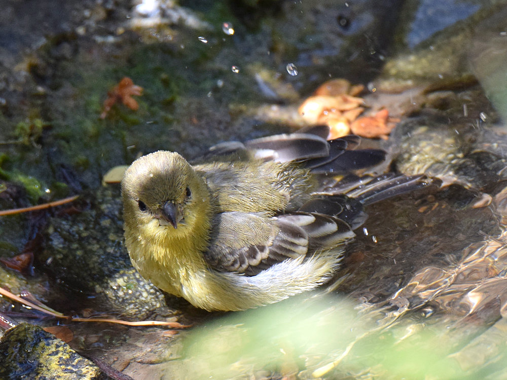 Finch4.jpg