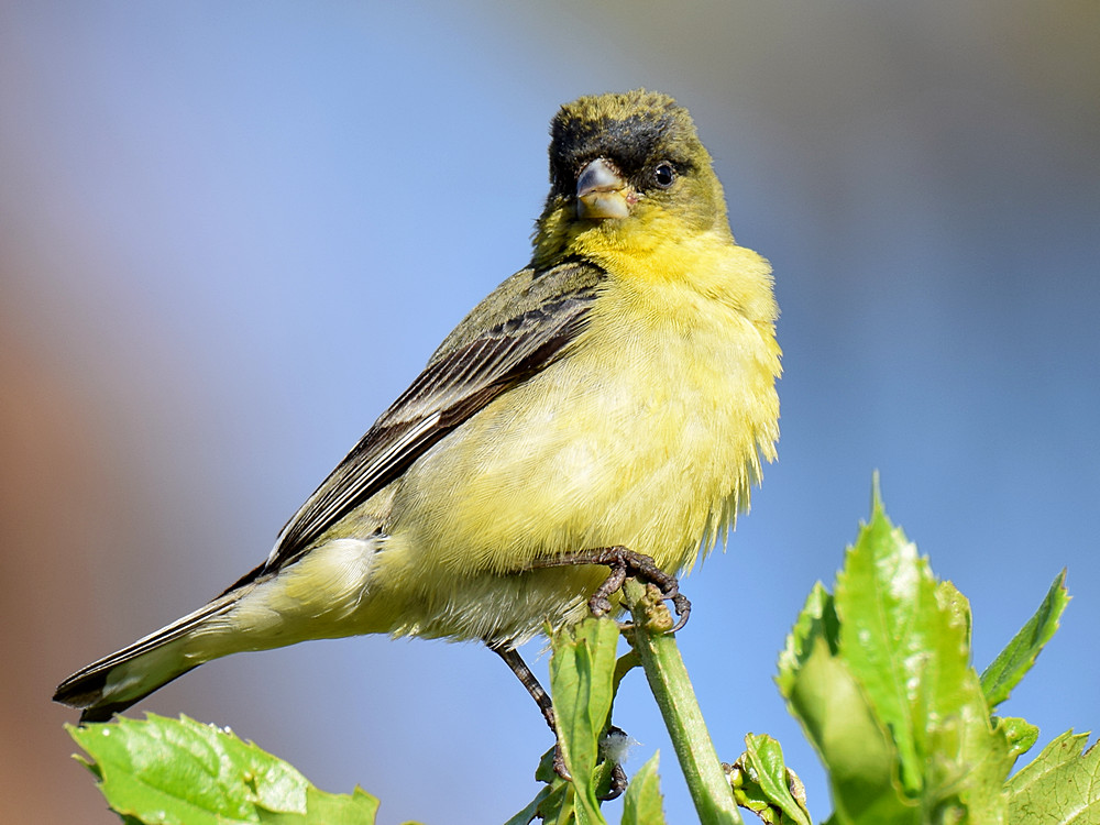 Finch4.jpg