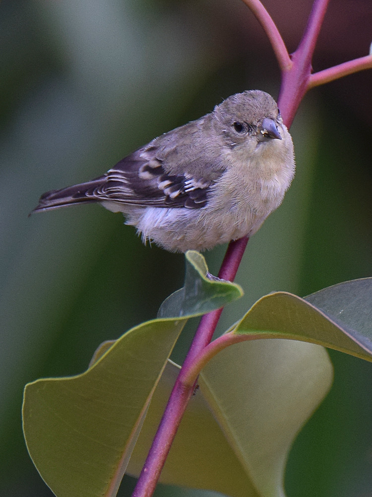 Finch4.jpg