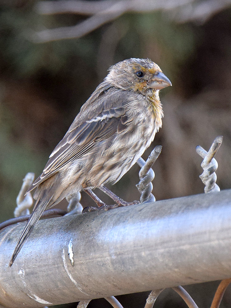 Finch4.jpg