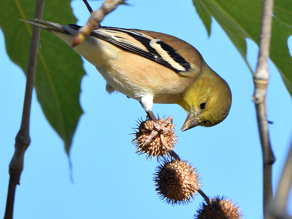 Finch4.jpg