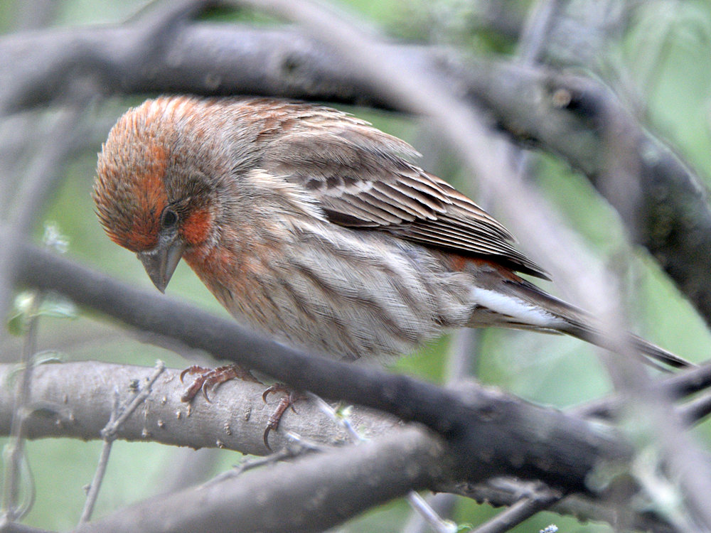 Finch4.jpg