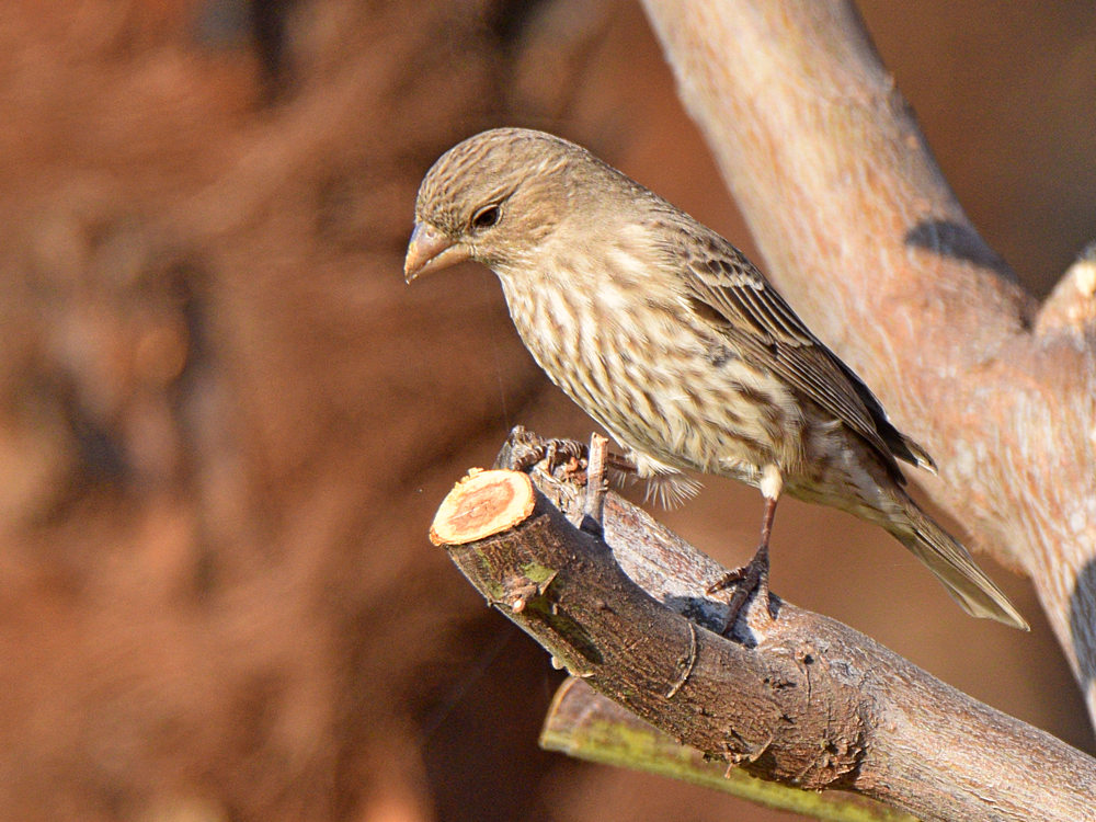 Finch4.jpg