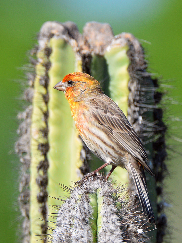 Finch4.jpg