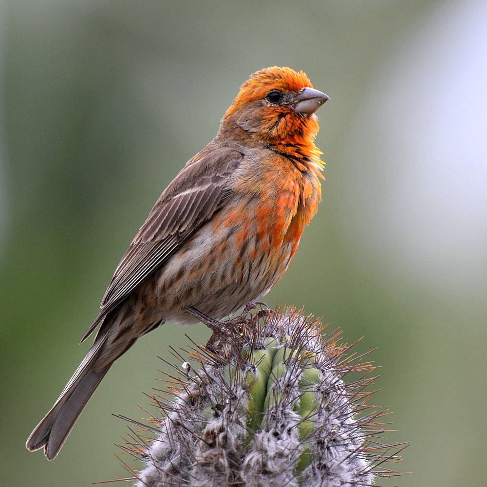 Finch4.jpg