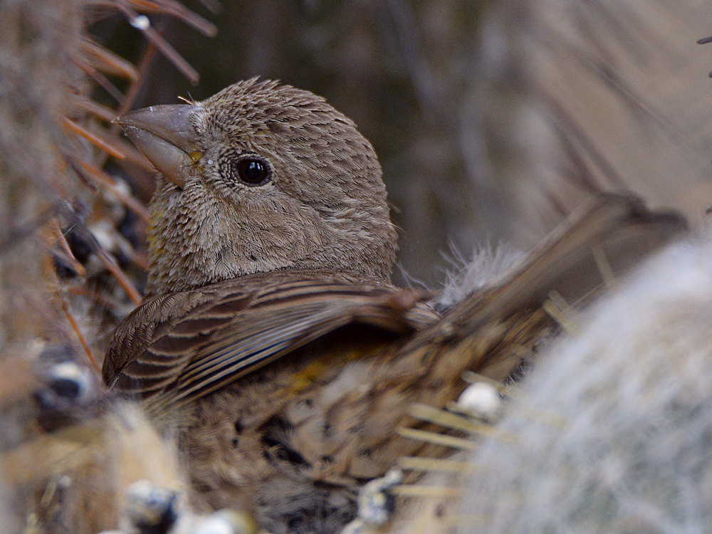 Finch4.jpg