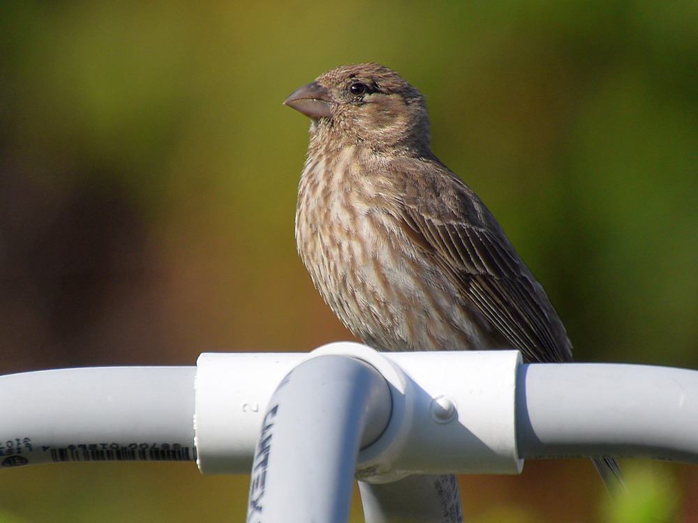 Finch4.jpg