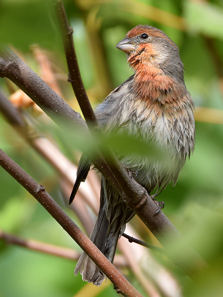 Finch4.jpg