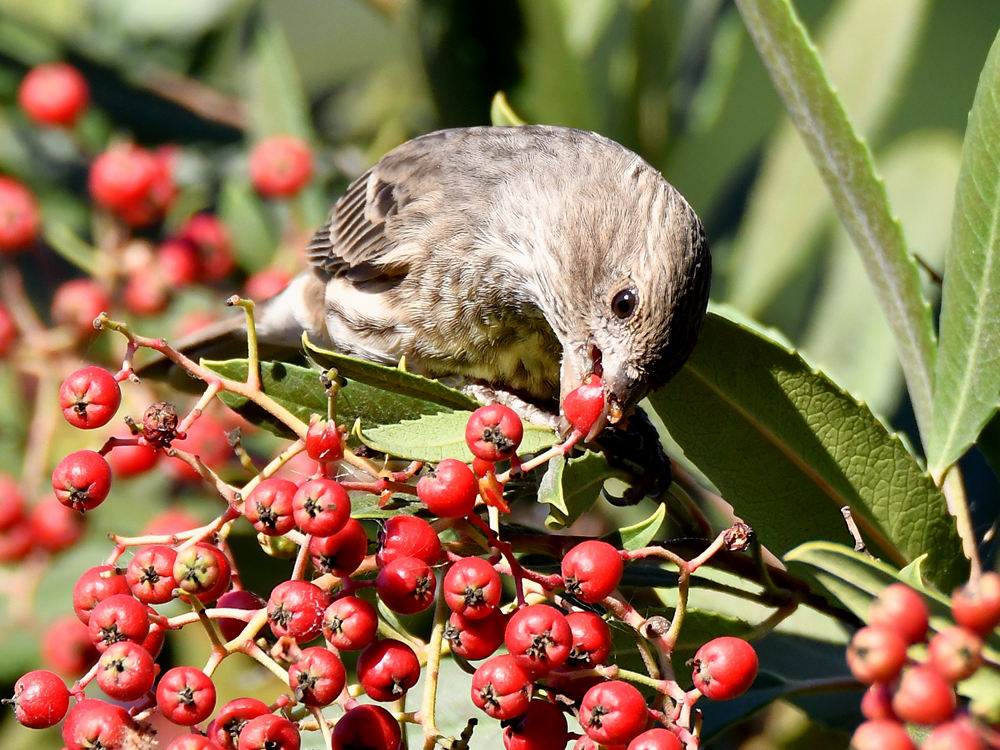 Finch4.jpg