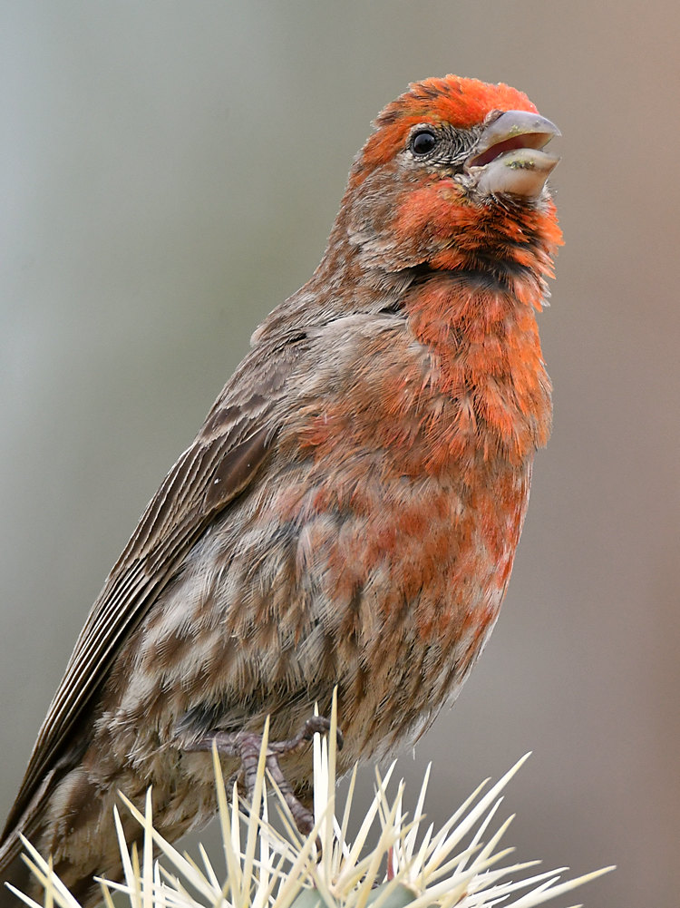 Finch4.jpg