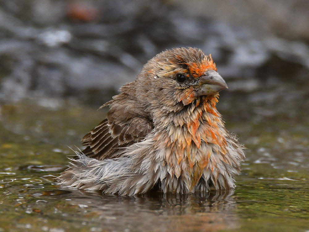 Finch4.jpg