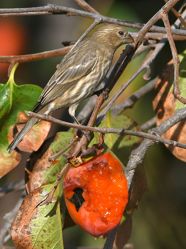 Finch4.jpg