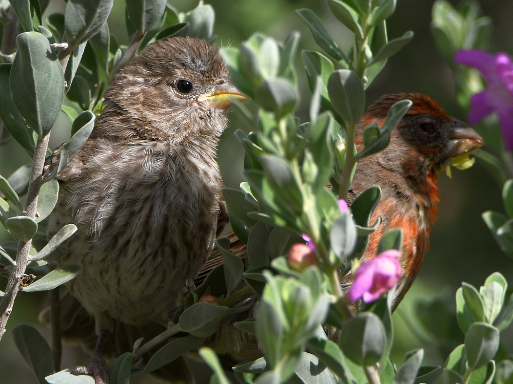 Finch4.jpg