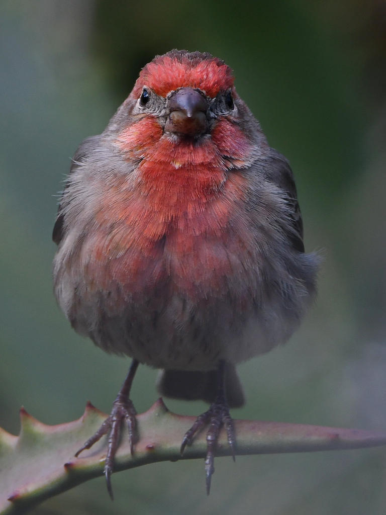 Finch4.jpg