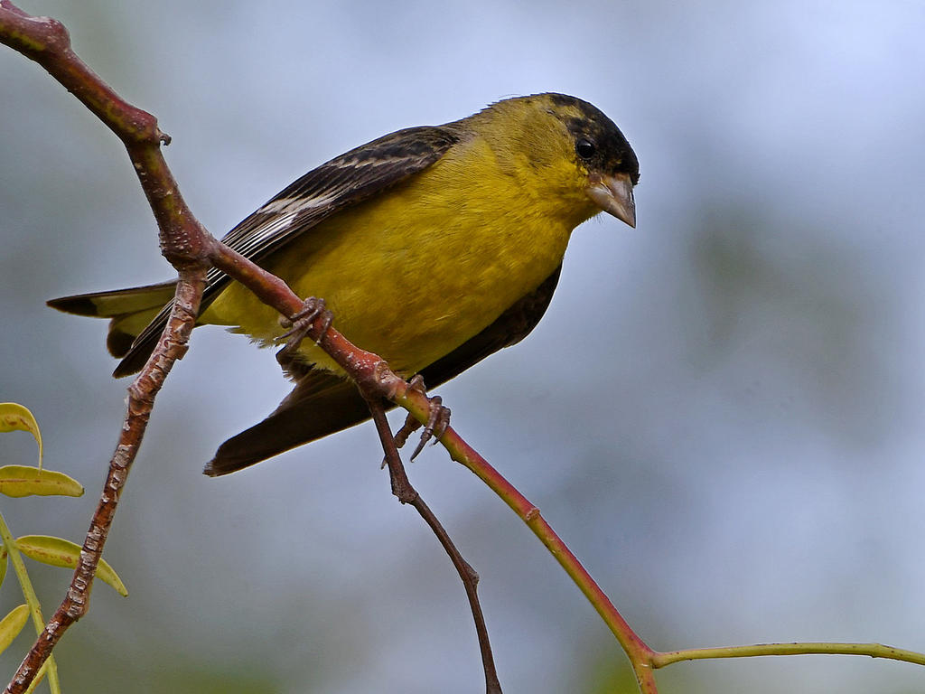 Finch4.jpg