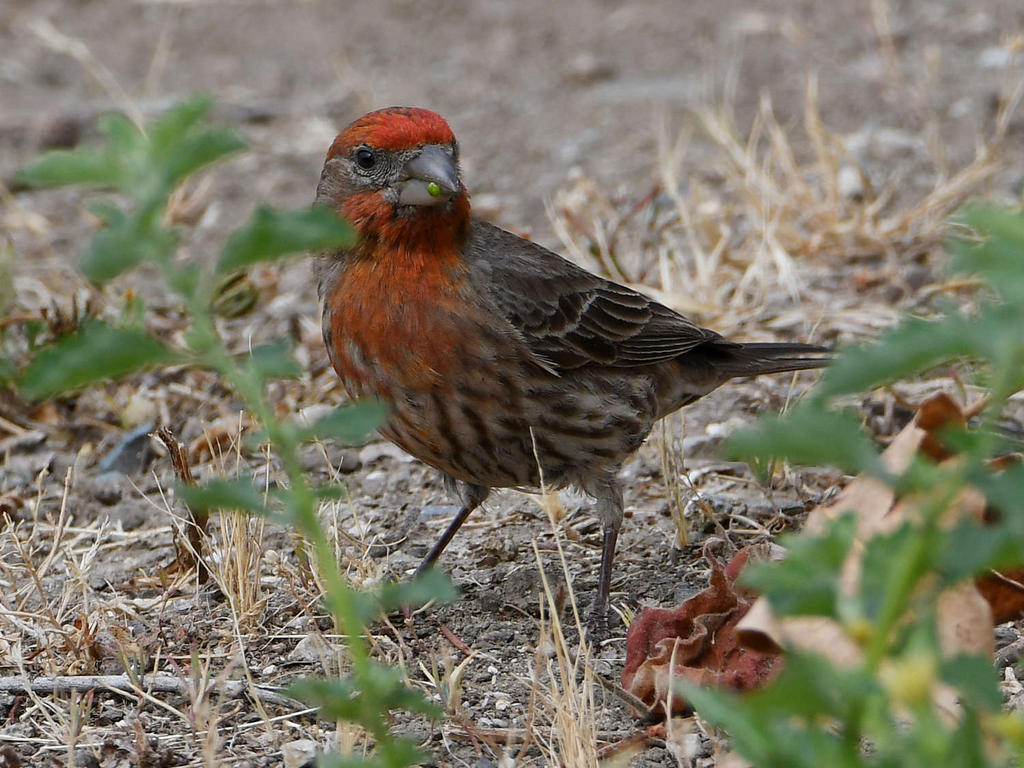 Finch4.jpg