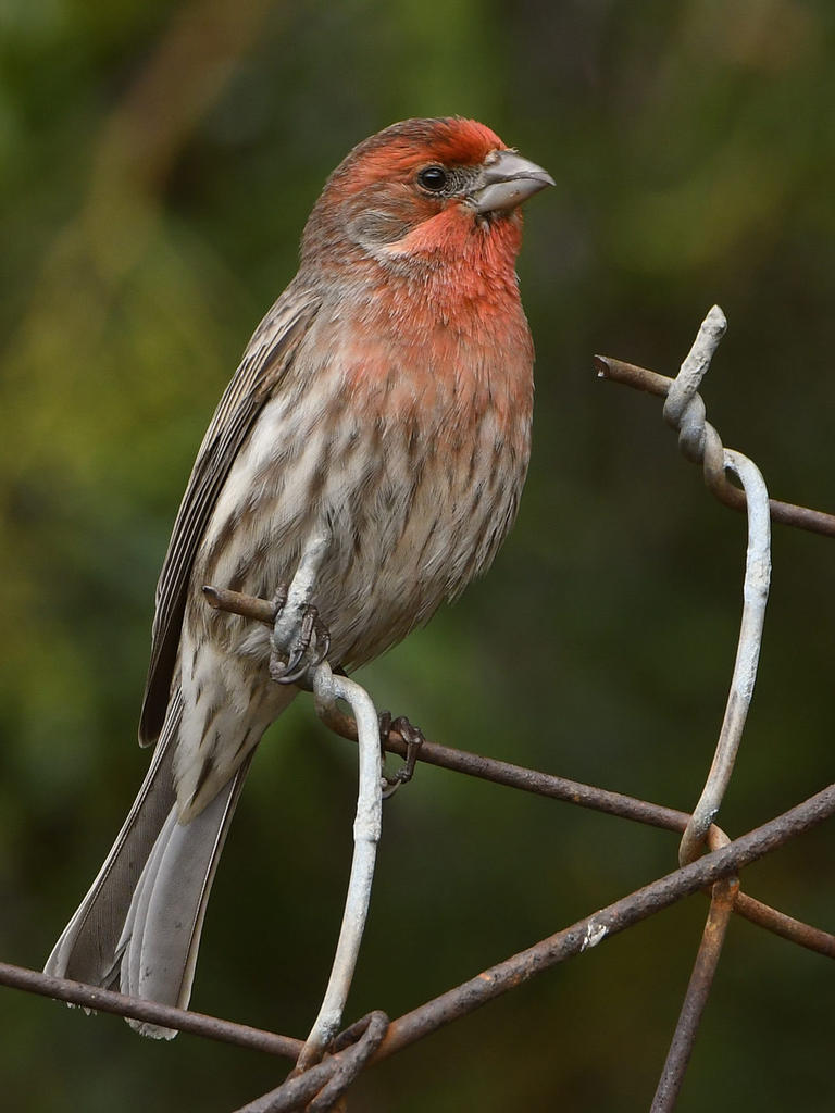 Finch4.jpg