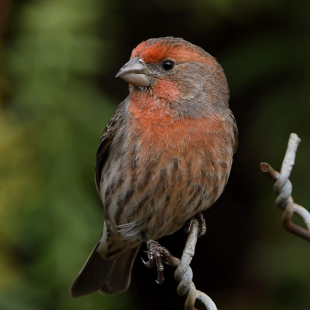 Finch4.jpg