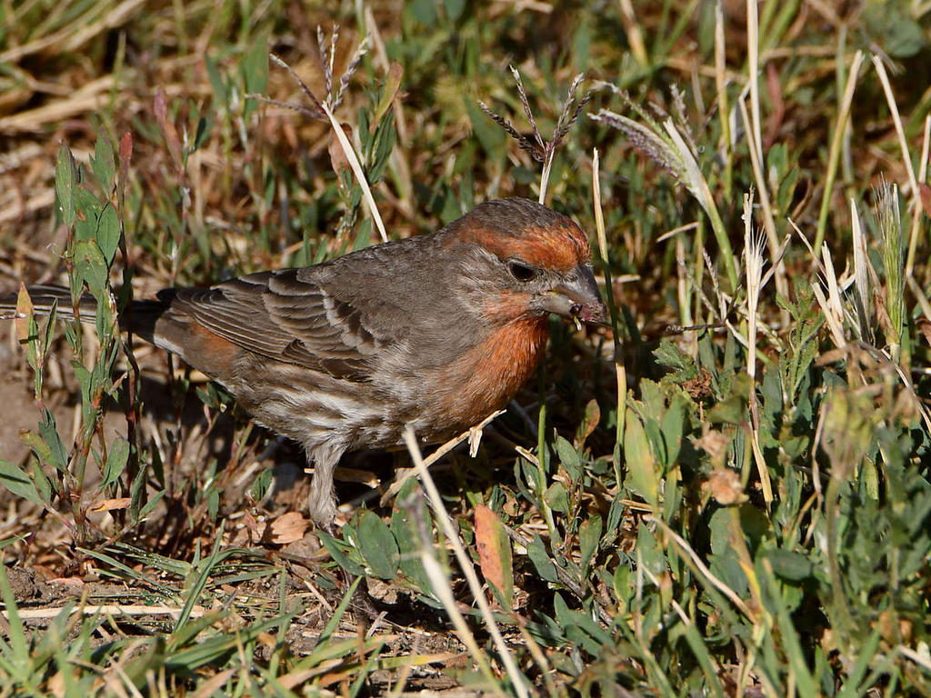 Finch4.jpg