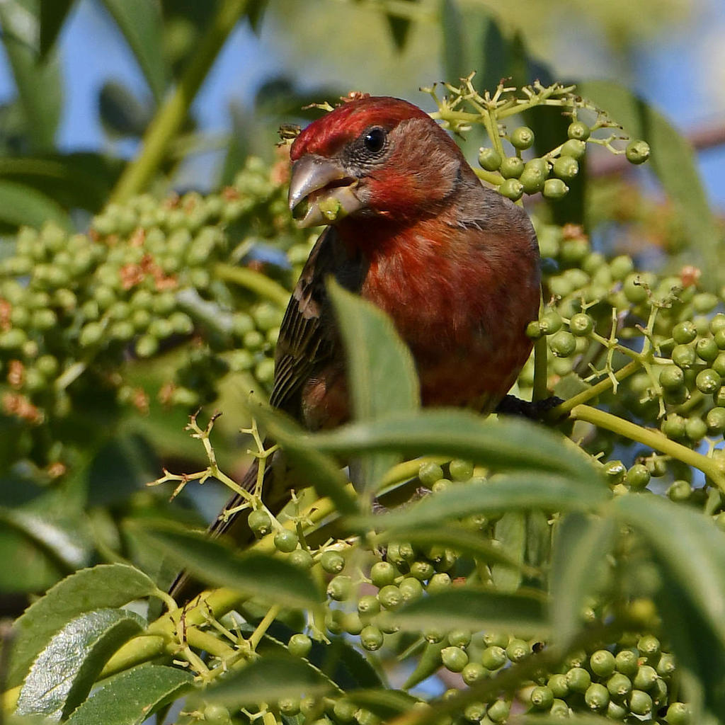 Finch4.jpg