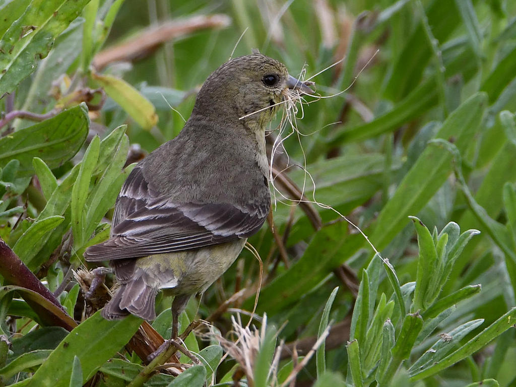 Finch4.jpg