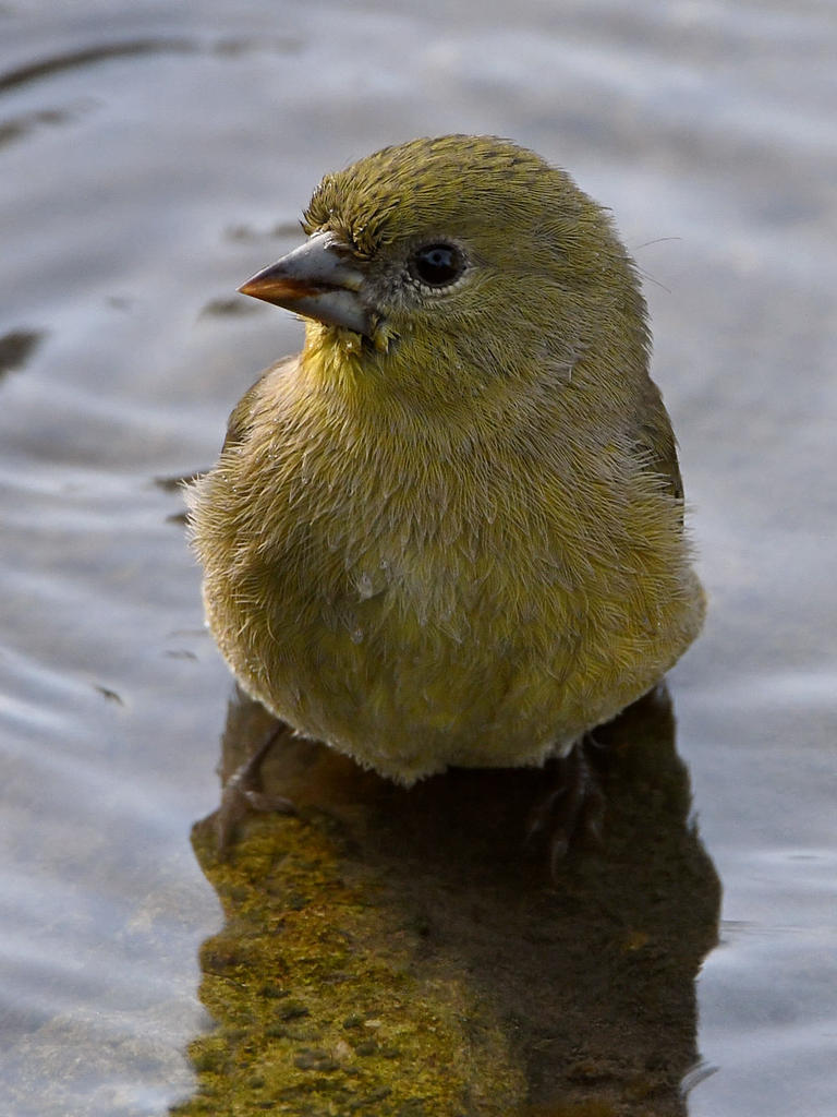 Finch4.jpg
