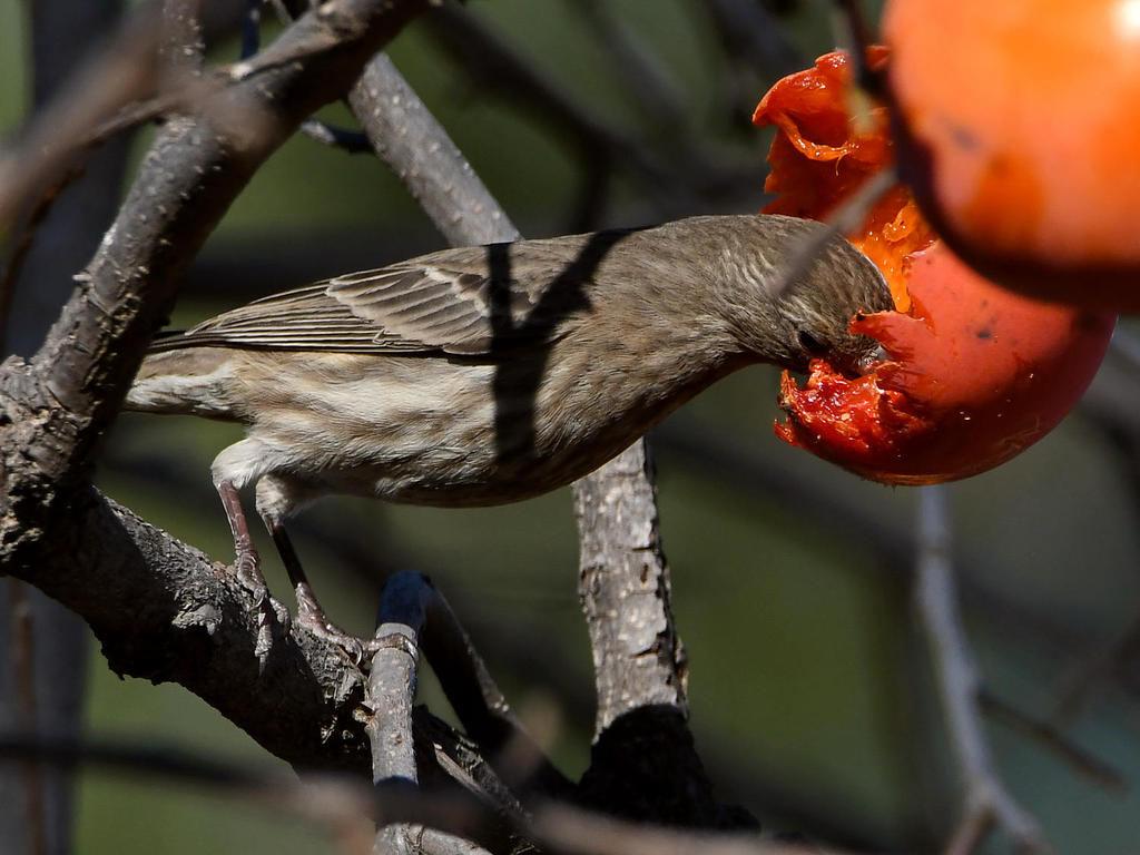 Finch4.jpg