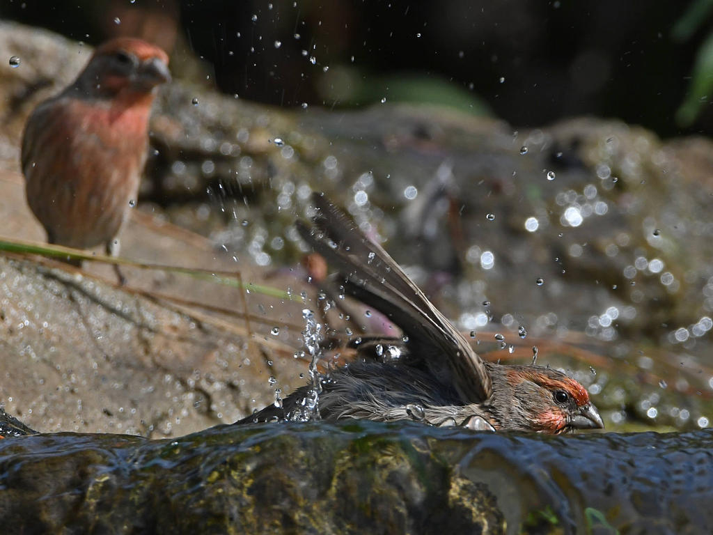 Finch4.jpg