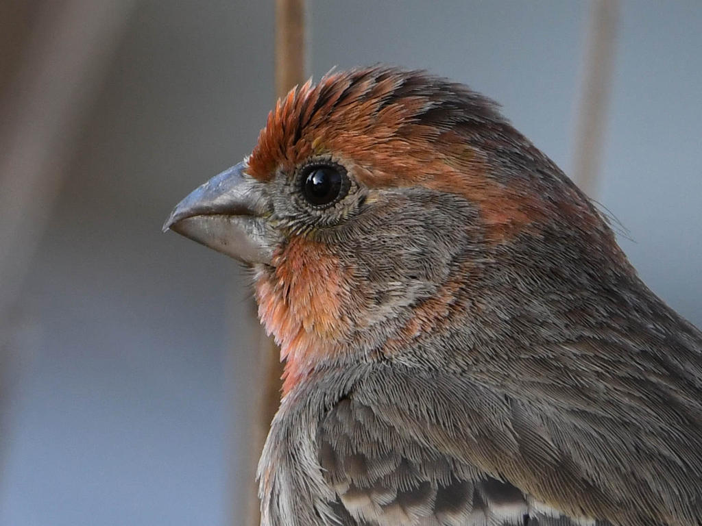 Finch4.jpg