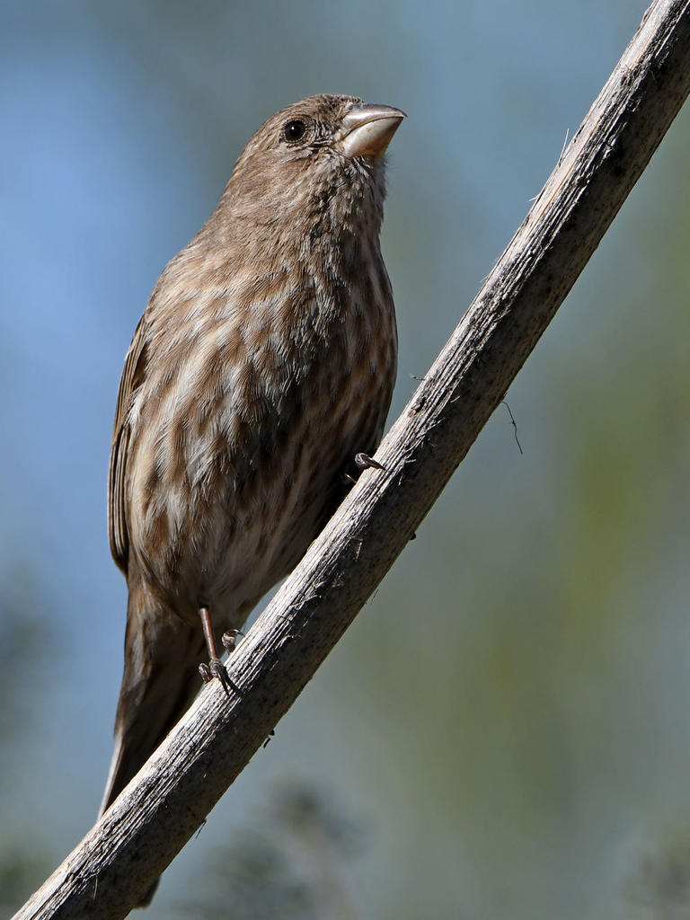 Finch4.jpg