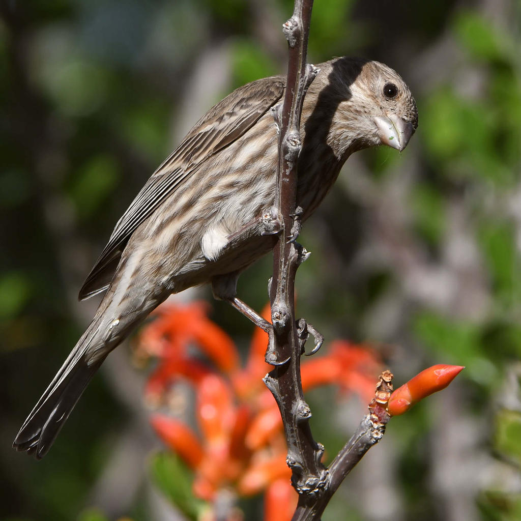 Finch4.jpg
