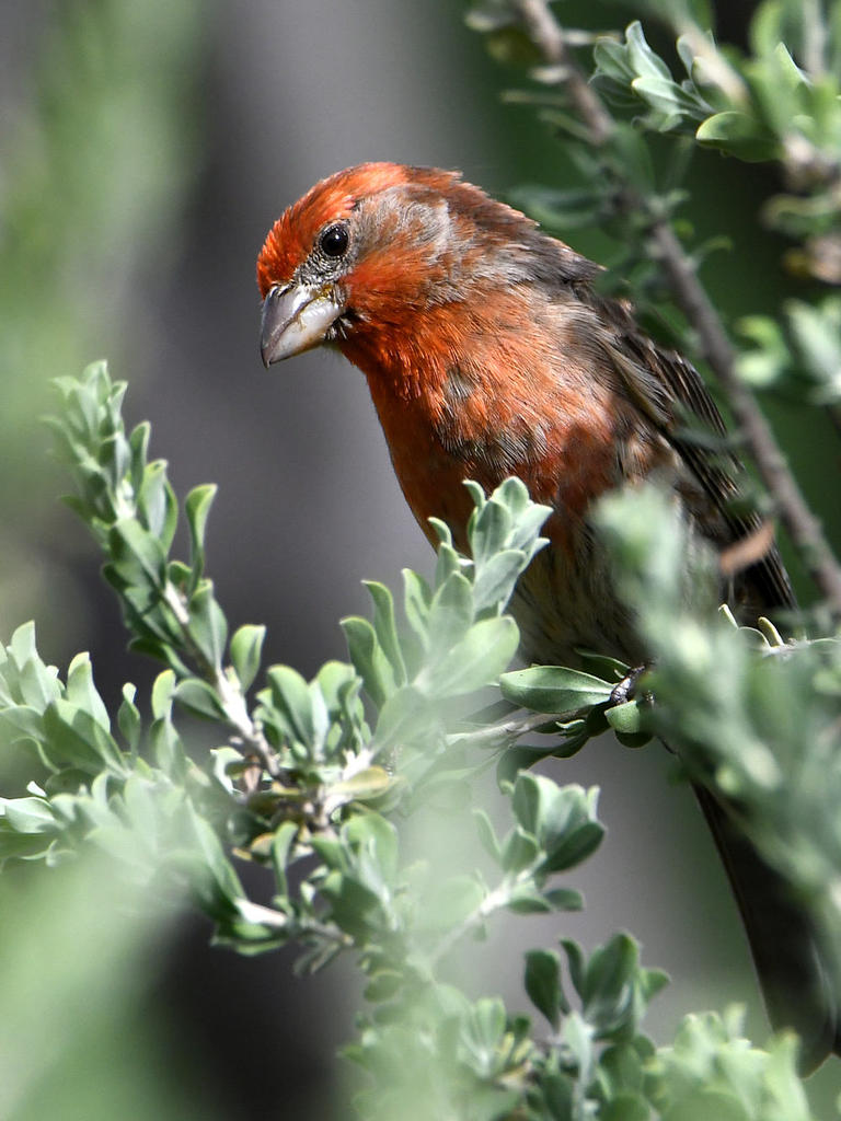 Finch4.jpg