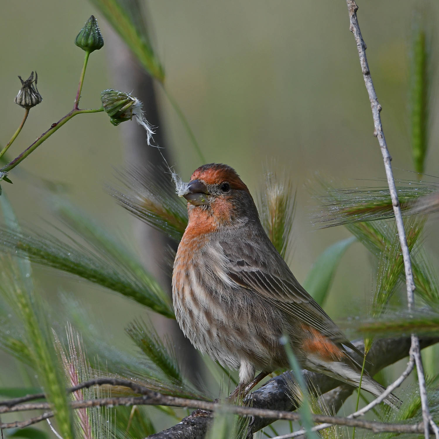 Finch4.jpg
