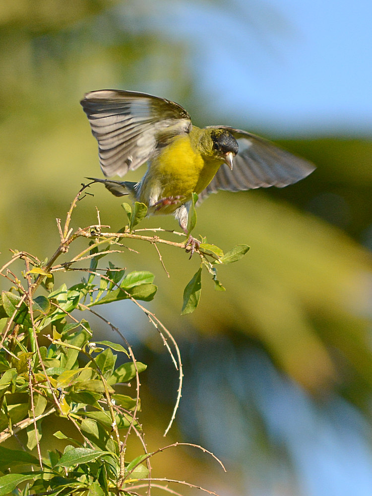 Finch4.jpg