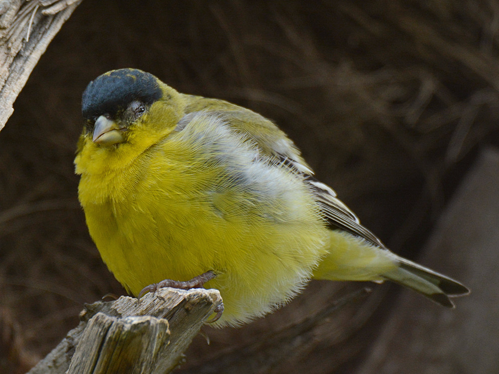 Finch5.jpg