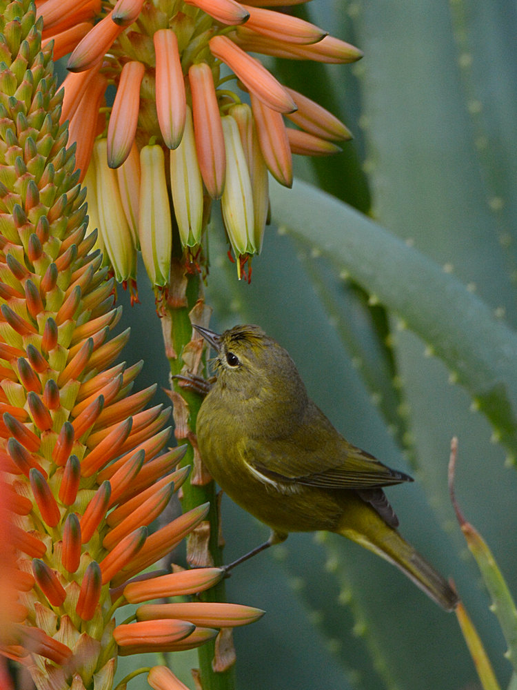 Finch5.jpg