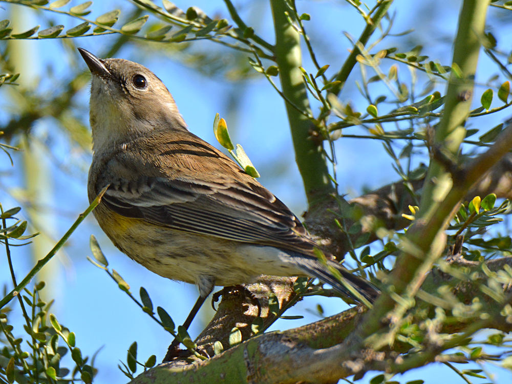 Finch5.jpg