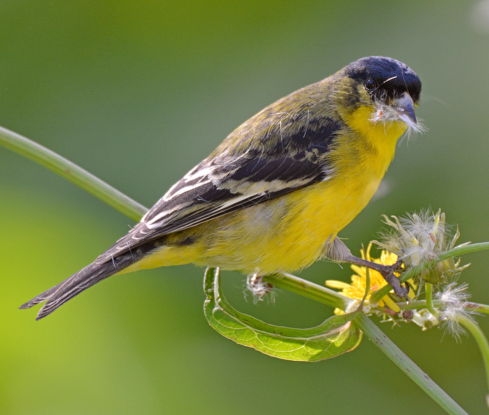 Finch5.jpg
