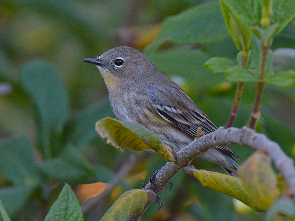 Finch5.jpg