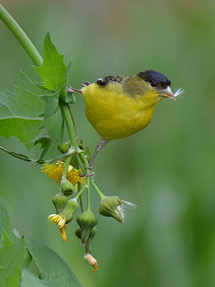 Finch5.jpg