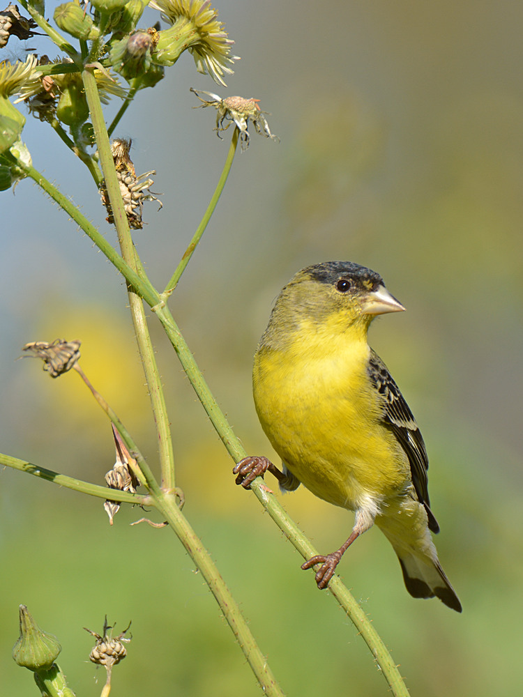 Finch5.jpg