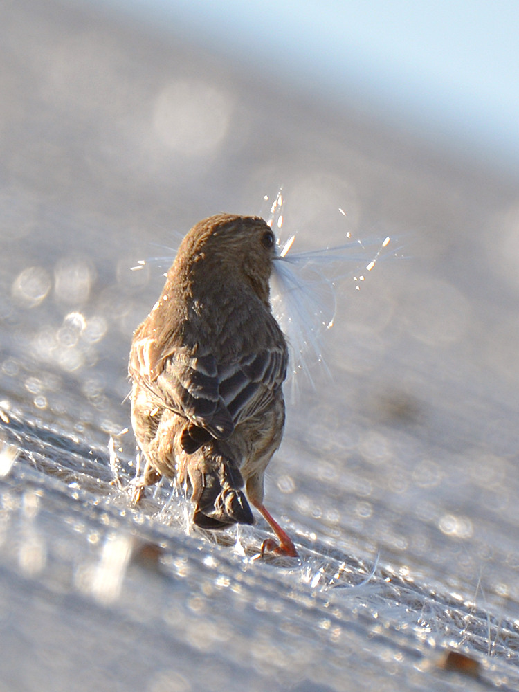 Finch5.jpg