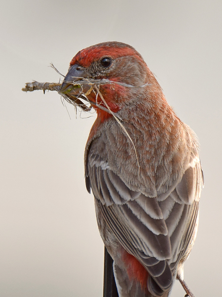 Finch5.jpg