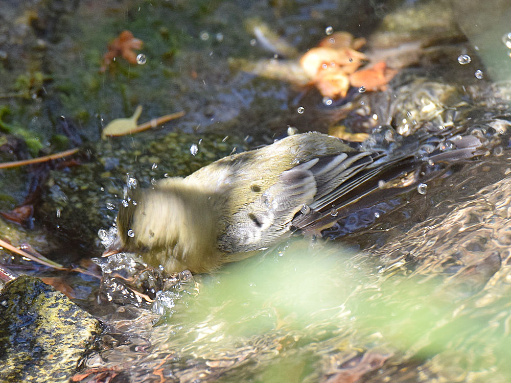 Finch5.jpg