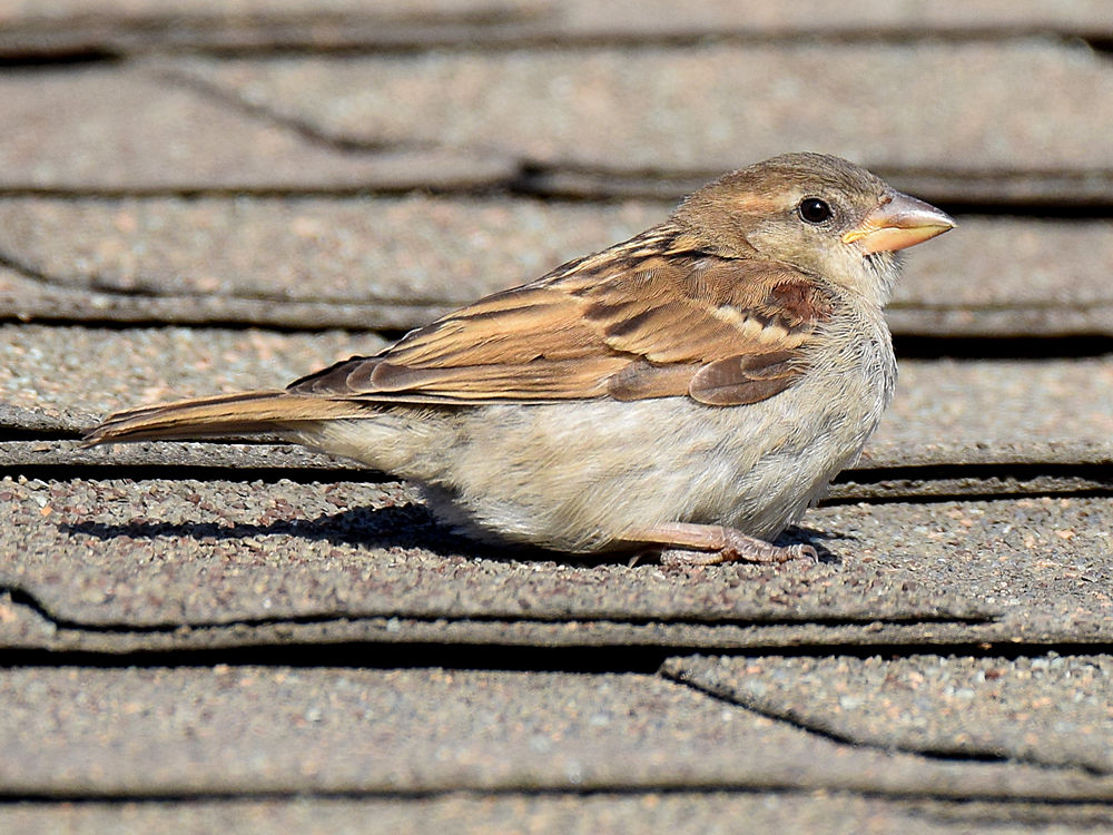 Finch5.jpg