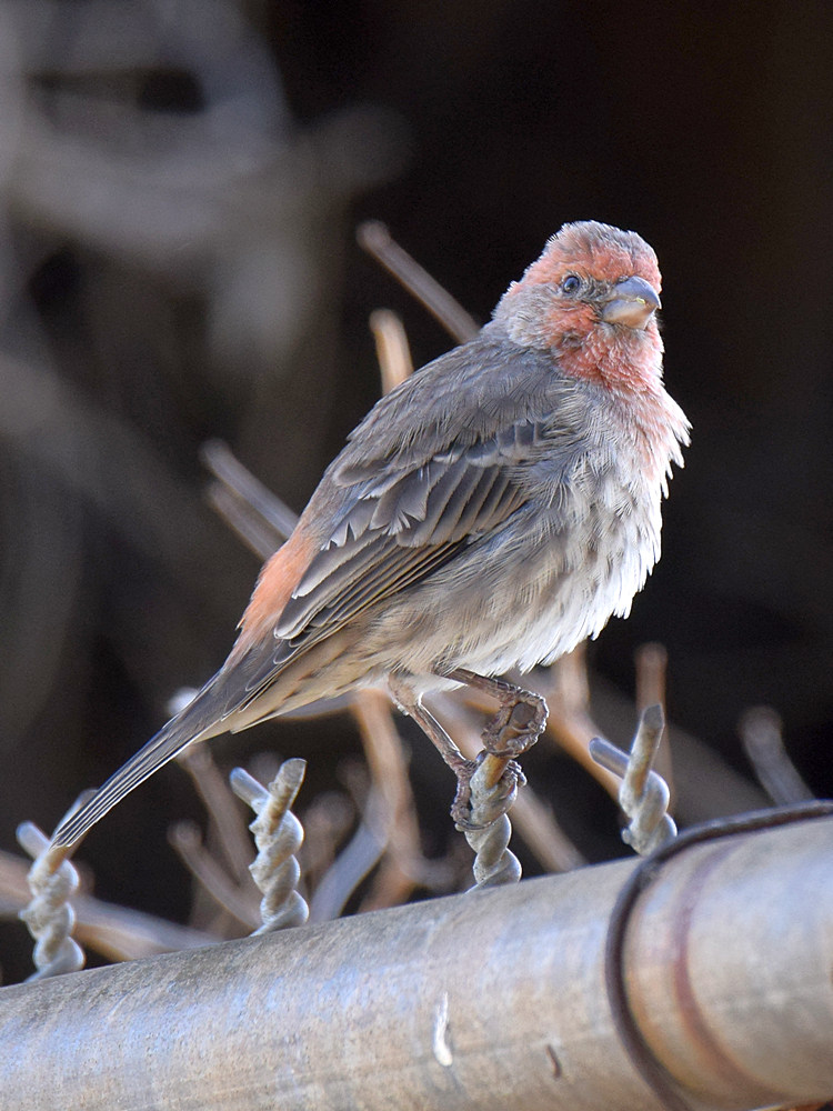 Finch5.jpg