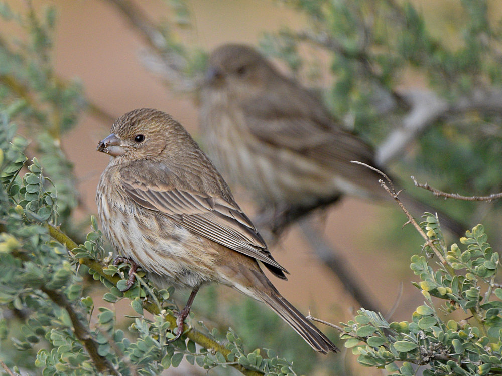 Finch5.jpg