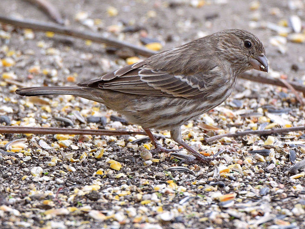 Finch5.jpg