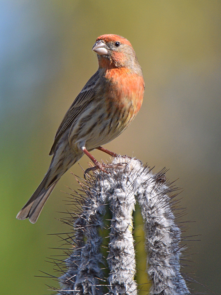 Finch5.jpg