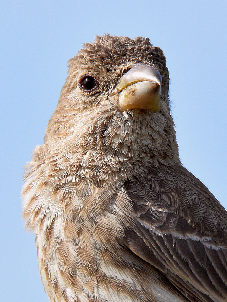 Finch5.jpg
